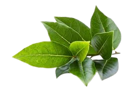 Bay Leaves