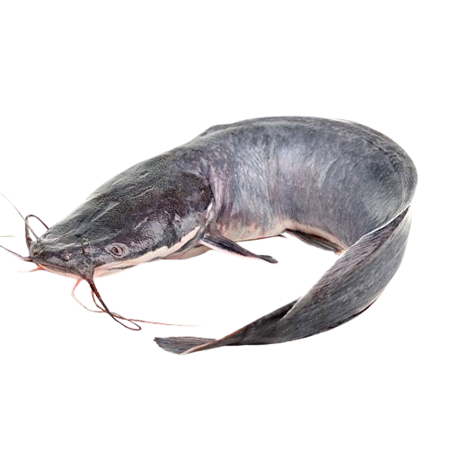 Catfish