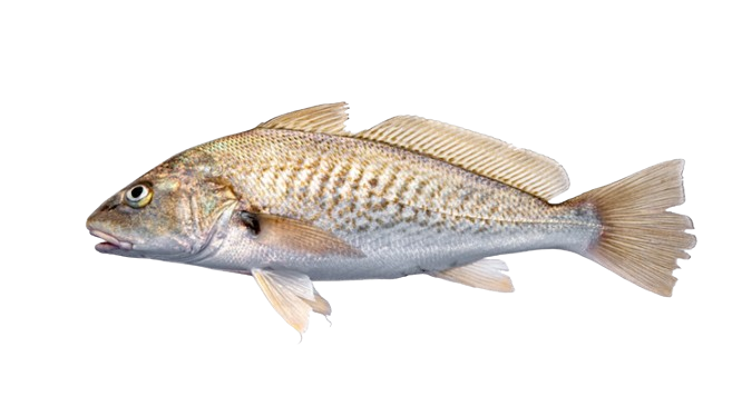 Croaker